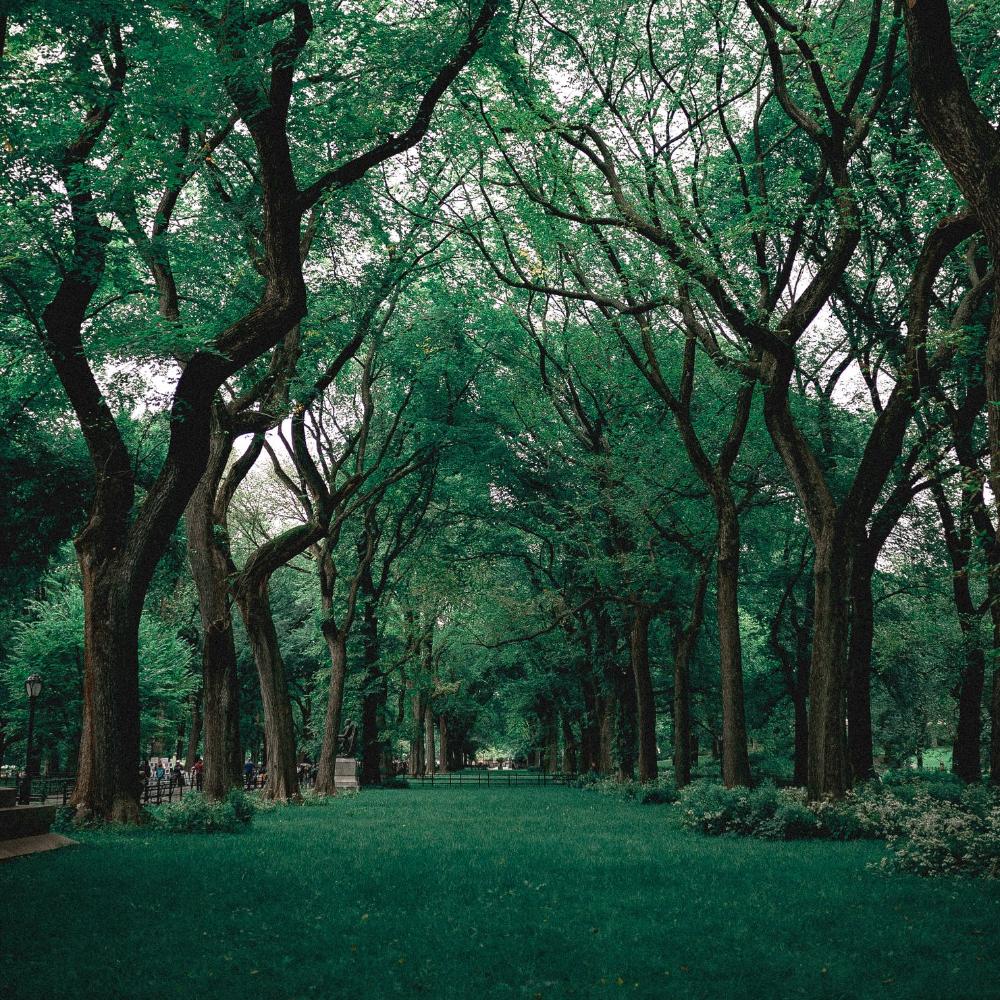 Ranek - Wyceniamy pracę drzew