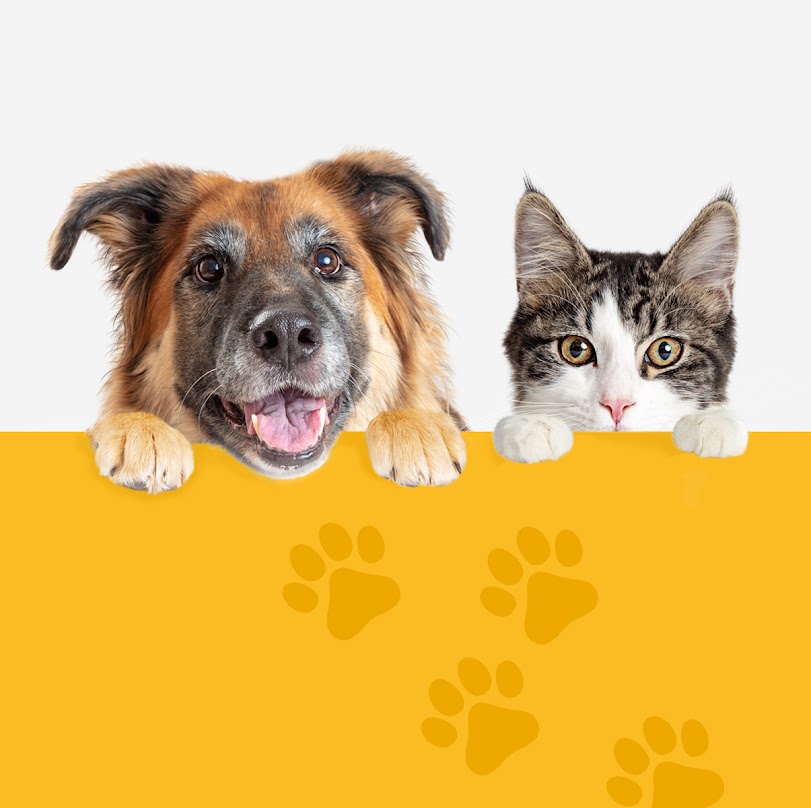 Duet na cztery łapy