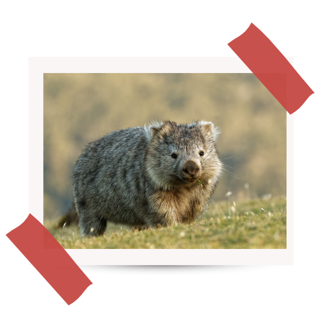Wyprawa do Australii - #15 The Wombat Guy