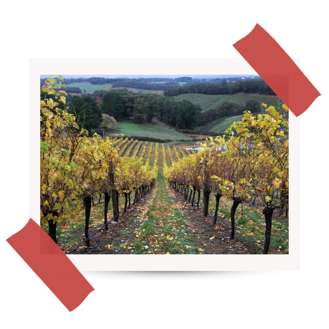 Wyprawa do Australii - #25 Winnice Adelaide