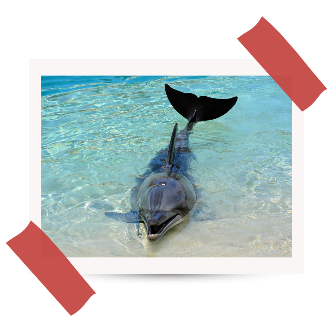 Wyprawa do Australii - #39 Monkey Mia