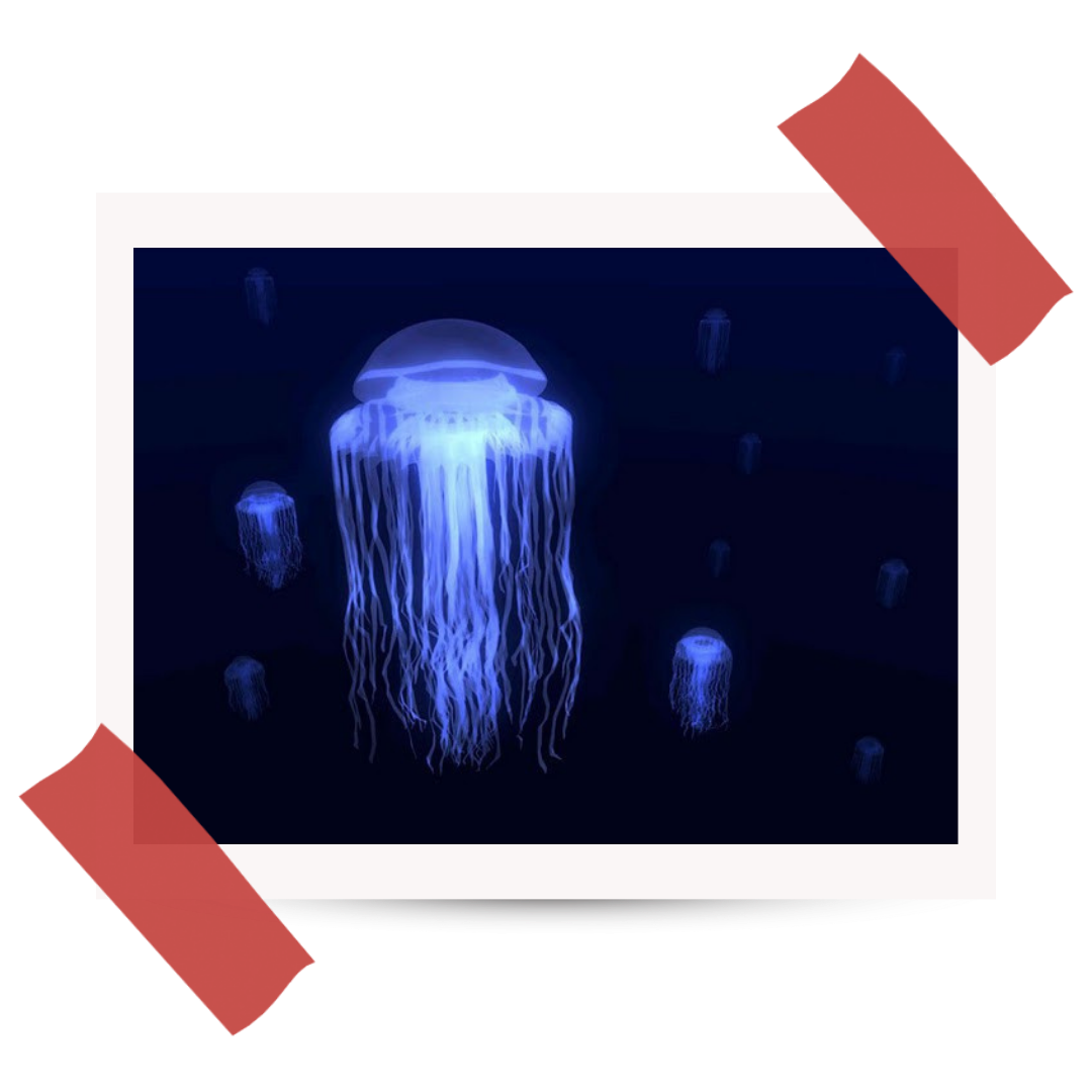 Wyprawa do Australii - #45 Kostkomeduza śmiercionośna