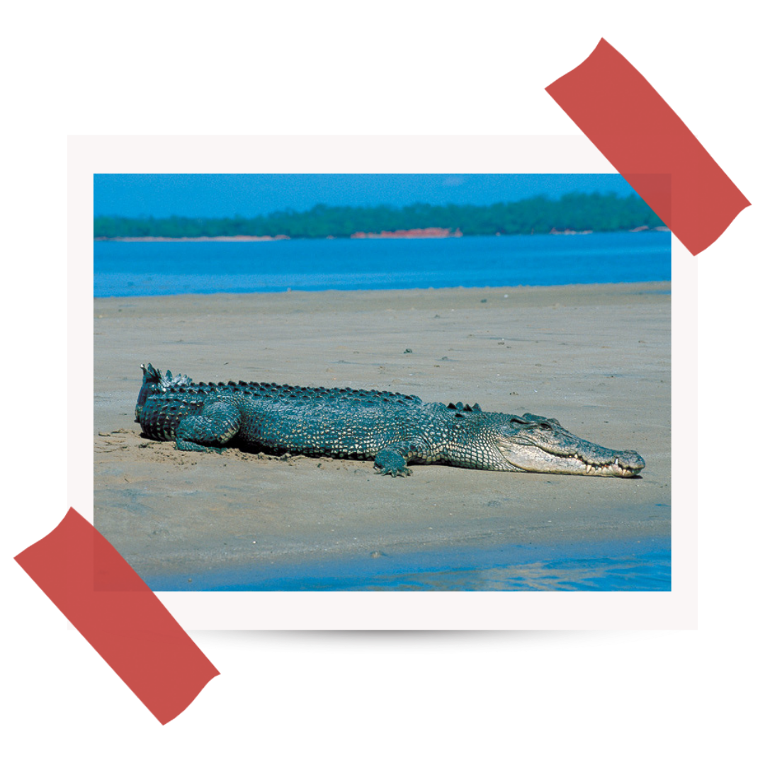 Wyprawa do Australii - #48 Croc Country 